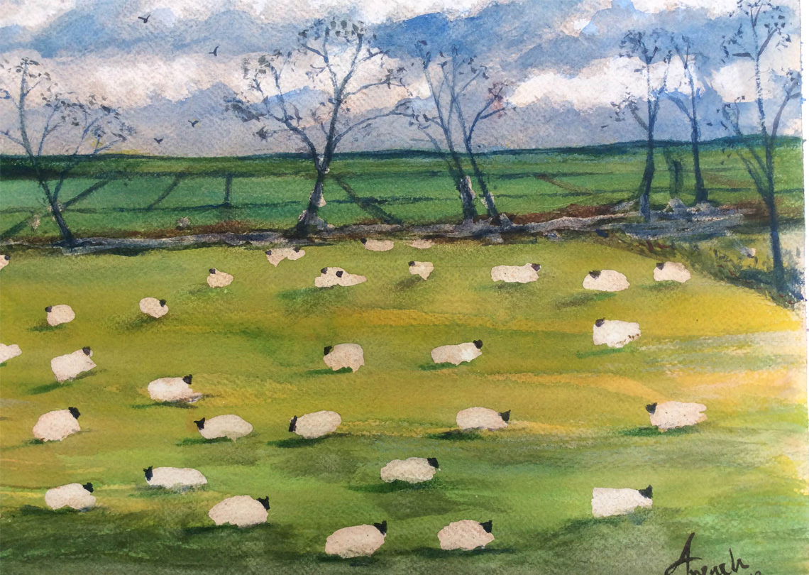 field of sheep